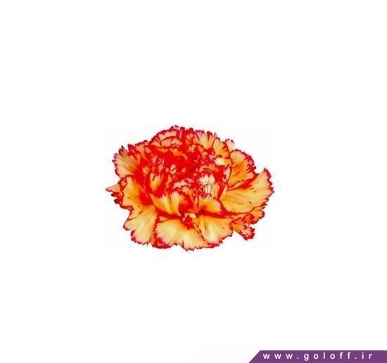 گل فروشی انلاین در اصفهان - گل میخک مادام آگیر - Carnation | گل آف
